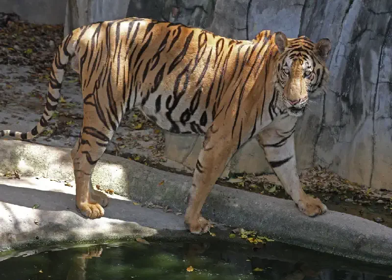 Tiger Zoo Si Racha IMG_1339