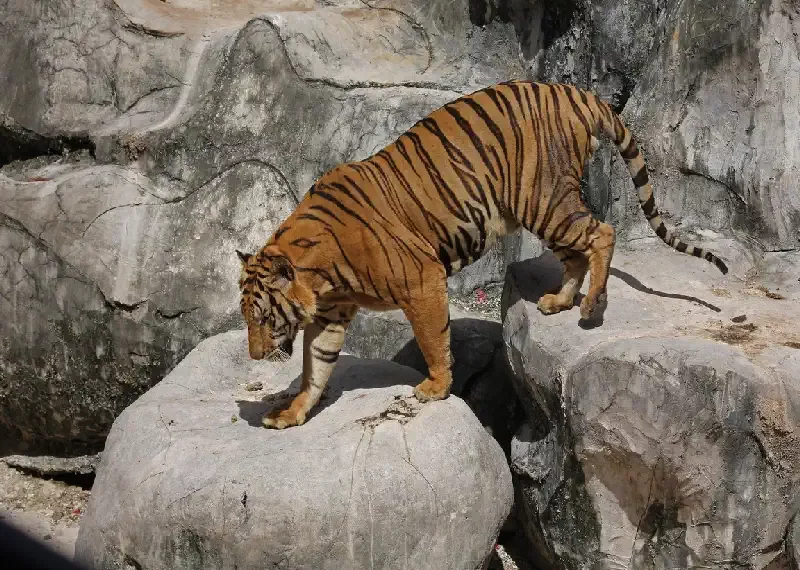 Tiger Zoo Si Racha IMG_1341