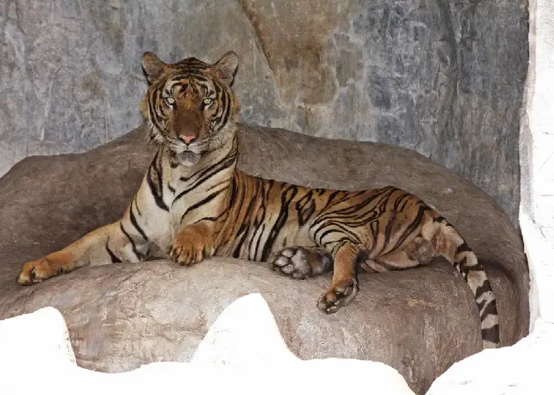 Tiger Zoo Si Racha IMG_1342