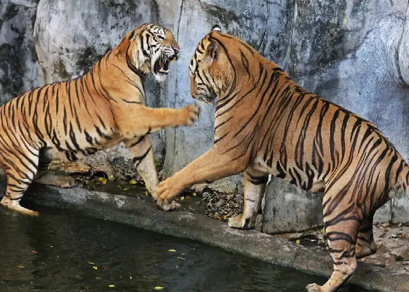 Tiger Zoo Si Racha IMG_1345