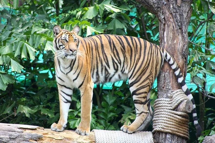tiger vermisst thailand