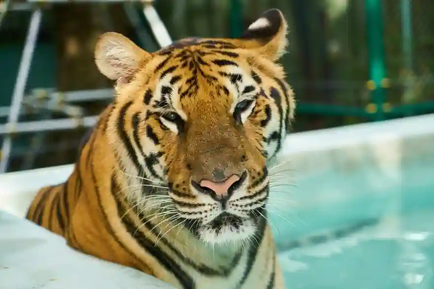 tiger phuket zoo
