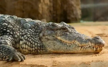 krokodil essen thailand
