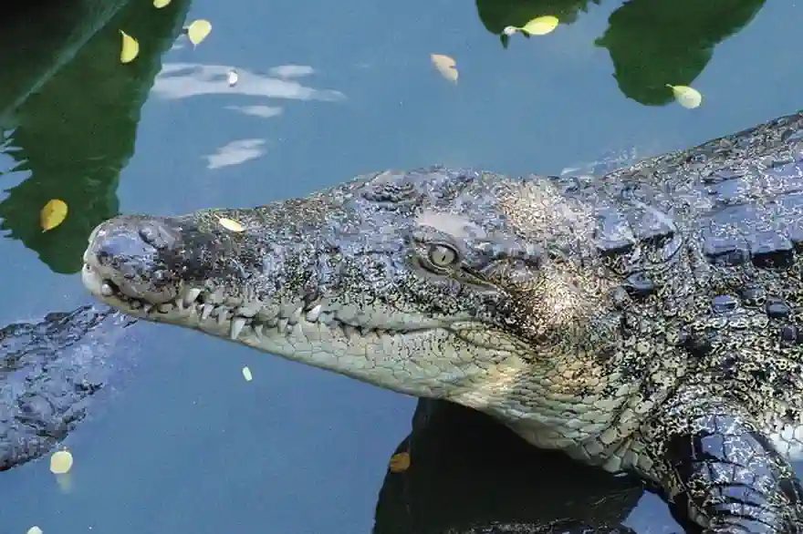 krokodil fleich thailand