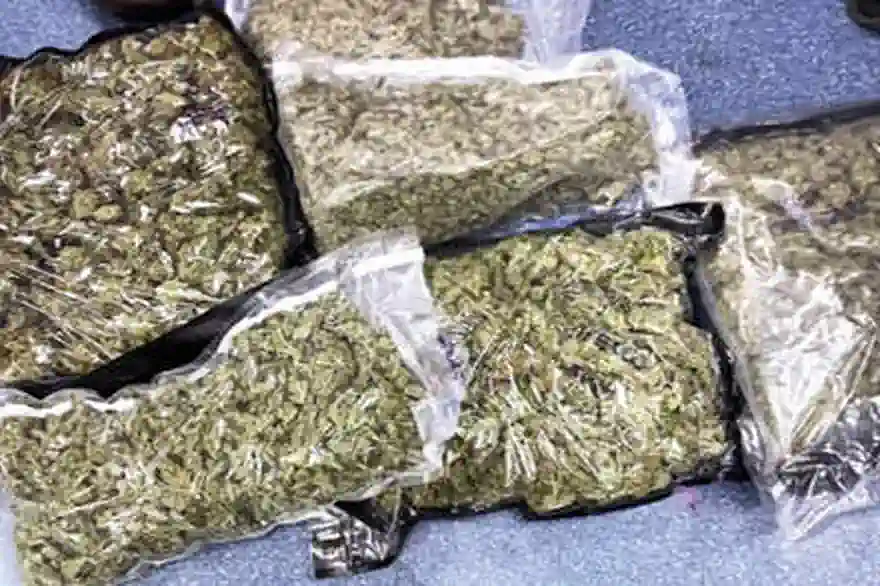 163 kilo hochwertiges marihuana am strassenrand gefunden