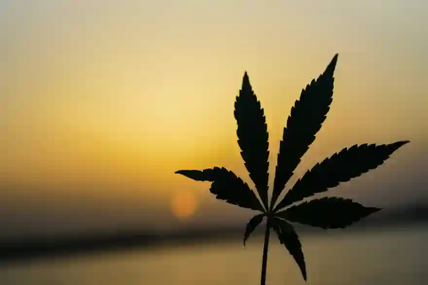 Tausende Beantragen „Unkrautlizenzen“, Bevor Marihuana Als Betäubungsmittel Gestrichen