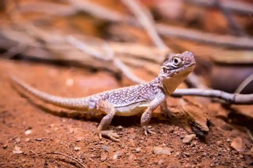 Thai-Behörden Drohen Mit Gefängnisstrafen Für Den Fang Oder Verkauf Von Geschützten Geckos