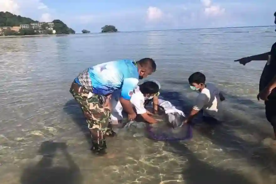 Tierschützer Retten Verletzte Delfine In Phuket