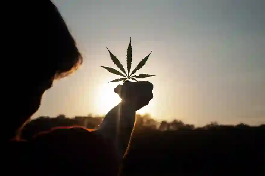 1 Million Cannabispflanzen Werden An Thailändische Haushalte Verschenkt