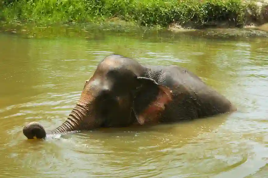 Behörden befürchten zu viele Elefanten in Chon Buri