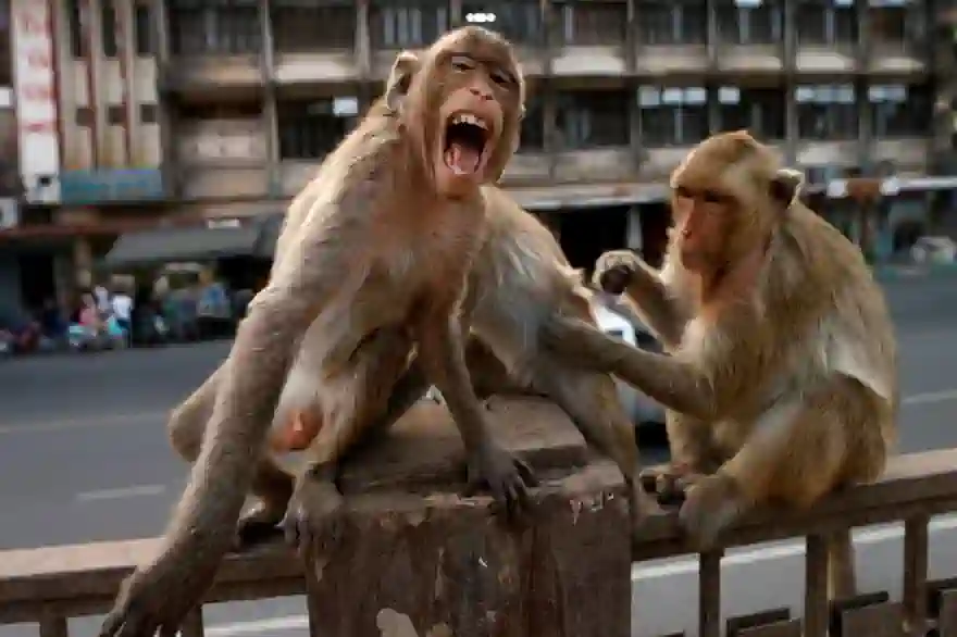 Thailands Affen Verhungern Aus Angst Vor Affenpocken
