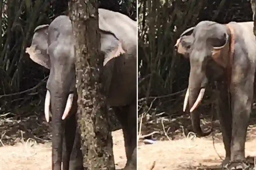 Elefant Ersticht In Südthailand Einen Mahout Mit Seinen Stoßzähnen