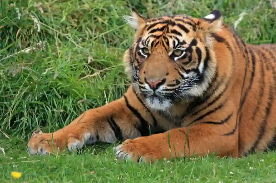 Mehr Tiger in Thailand als in jedem anderen südostasiatischen Land