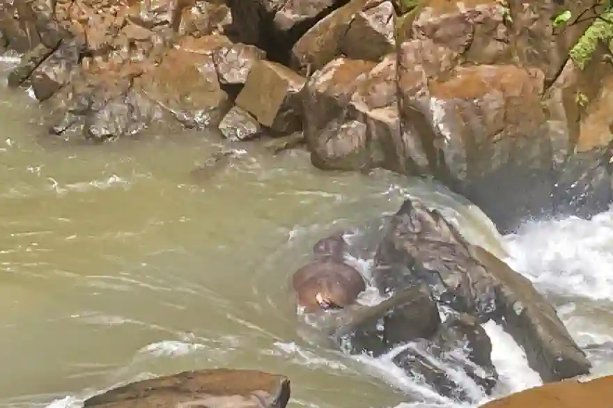 Starker Regen Tötet Zwei Elefanten In Einem Nationalpark In Thailand