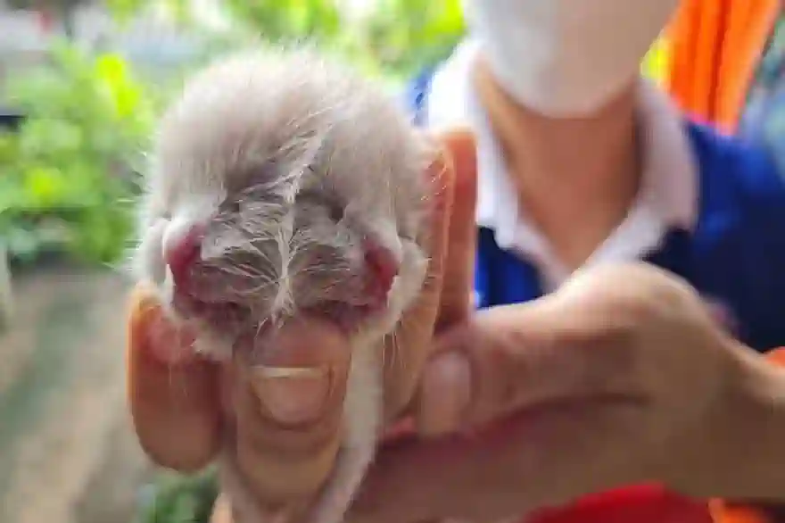 Zweigesichtiges Kätzchen Geboren In Nordthailand