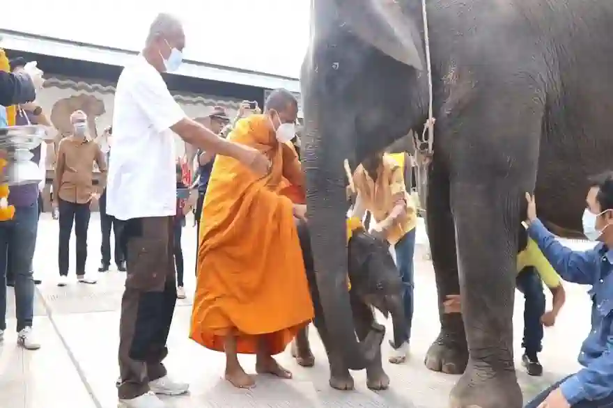 Drittes Elefantenbaby Dieses Jahr In Nong Nooch Gardens Geboren