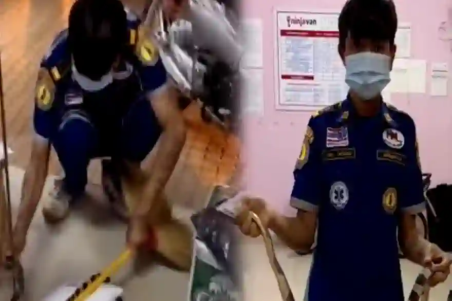 Giftschlange Taucht Aus Einem Paket In Einem Sortierbüro In Thailand Auf