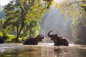 5 Nationalparks Thailands Erhöhen Die Eintrittsgebühren Für Ausländer Um 100 %