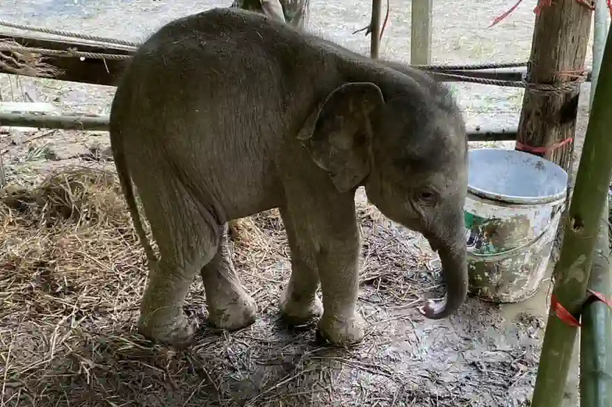 Elefantenbaby Hungrig Und Verloren Im Osten Thailands Gefunden
