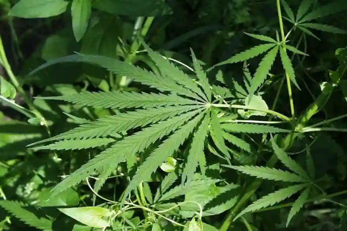 Können Ausländer legal Cannabis in Thailand anbauen? Können Ausländer legal Cannabis in Thailand anbauen?