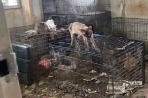 "Watchdog Thailand" findet 67 tote Katzen und Hunde in einem Haus in Bangkok und rettet 80 weitere