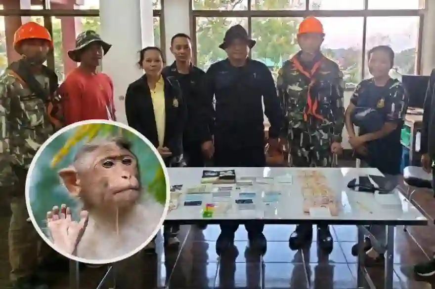 Affe stiehlt Tasche mit 50.000 Baht und wirft sie von einer Klippe