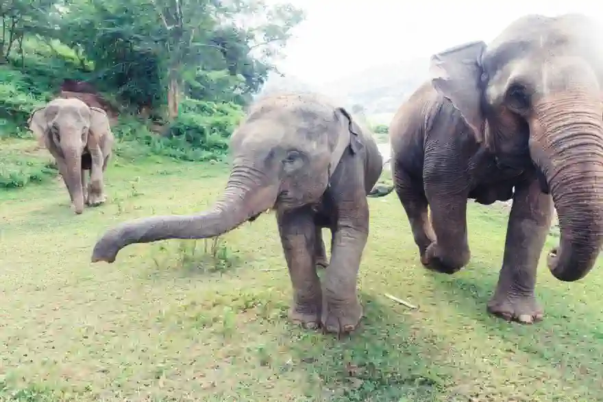 Hungrige Elefanten Kommen In Zentralthailand An Die Türen Der Dorfbewohner