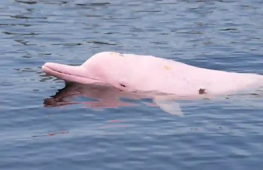 pinker delfin