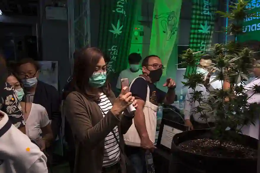 Polizei In Pattaya Schließt Cannabis Shops Ohne Lizenz