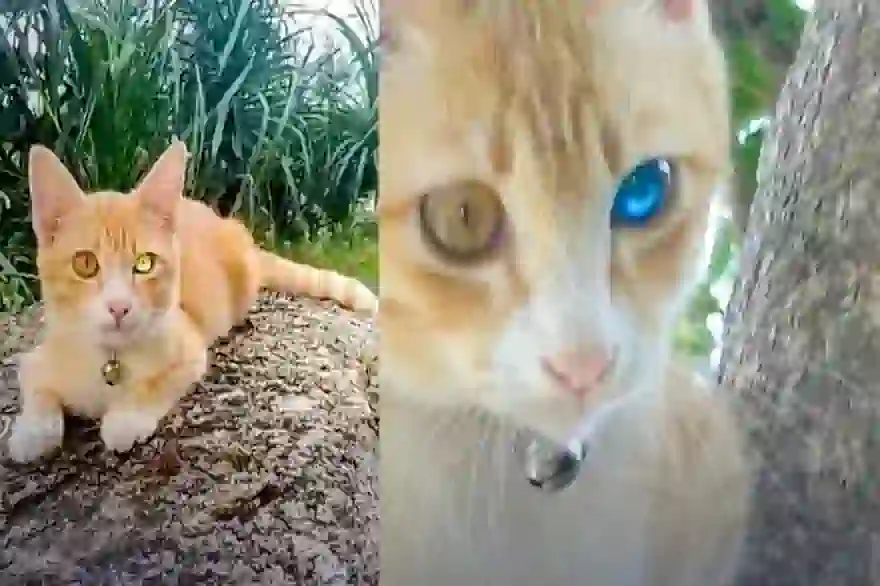 Thailändische Internetnutzer sagen Glückszahlen im Lotto voraus, basierend auf der „Diamond Eye“-Katze