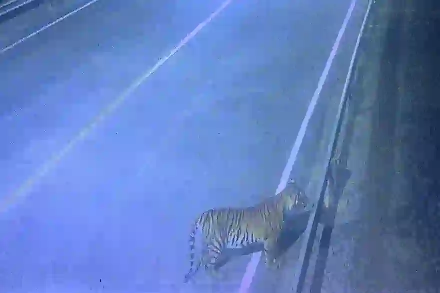 Touristen Sollten Sich Vor Herumstreunenden Tigern In Kanchanaburi, Thailand, In Acht Nehmen