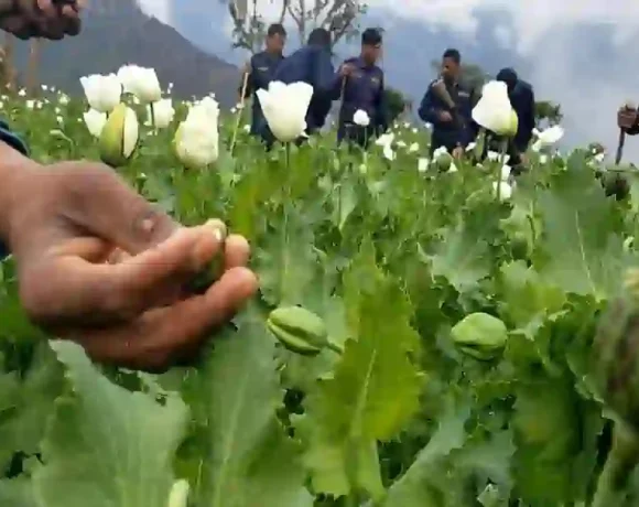 Myanmars Junta Baut Mehr Opium An