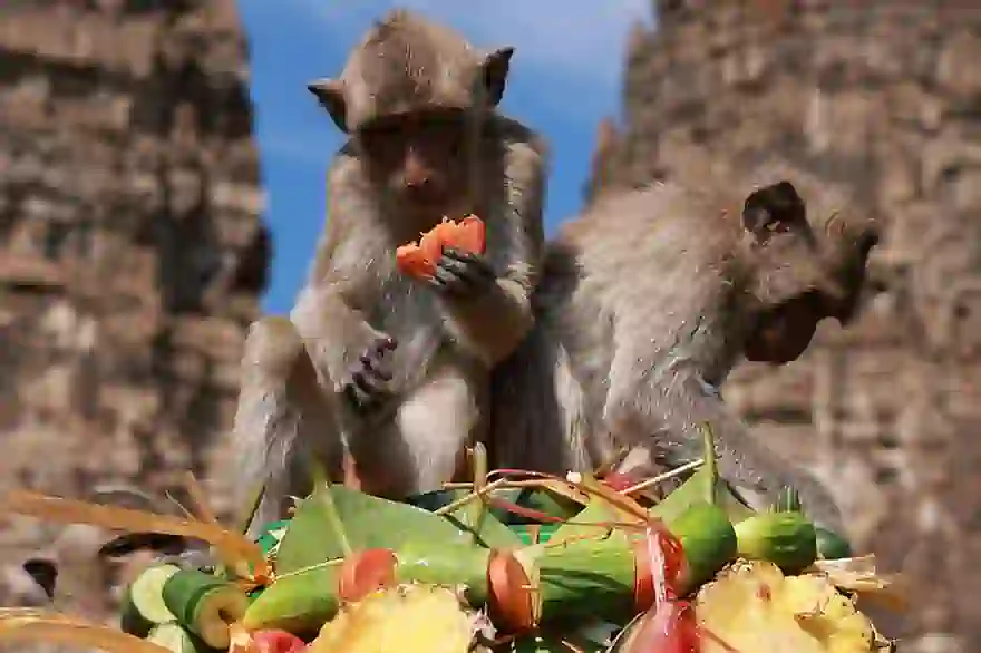 Rätsel um Affen, die aus dem Tempel verschwinden