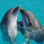 Thailand verstärkt den Schutz von Delfinen im Songkhla-See