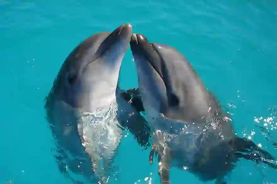 Thailand verstärkt den Schutz von Delfinen im Songkhla-See