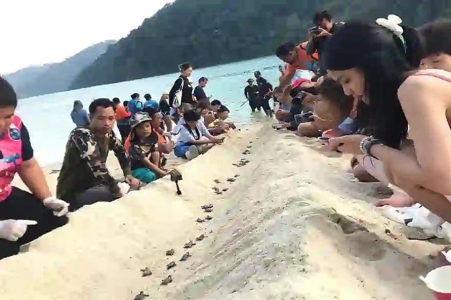 165 Baby-Meeresschildkröten schlüpfen In Phang Nga und wagen sich ins Meer