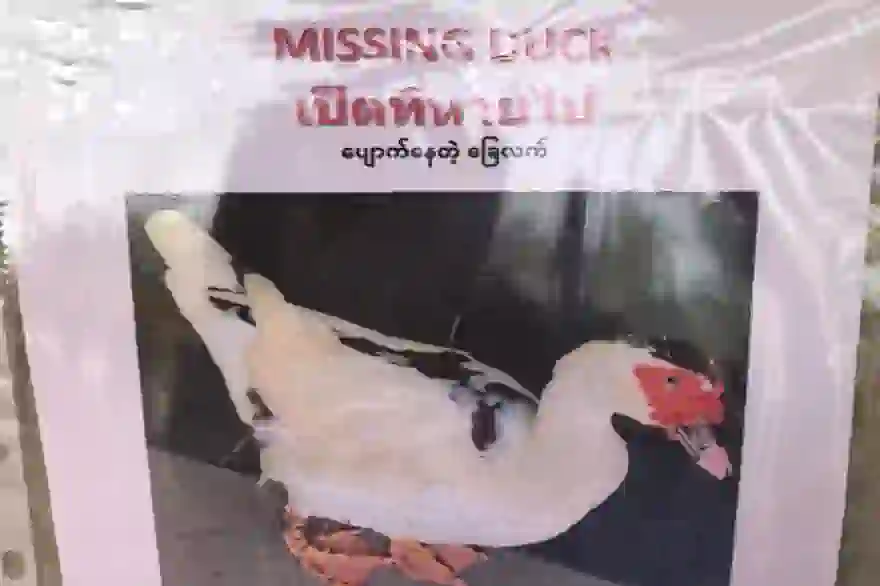 Farang in Phuket bietet 4.000 Baht Belohnung für vermisste Ente