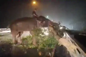 Elefant räumt einen umgestürzten Baum weg, der eine Straße in Thailand blockiert
