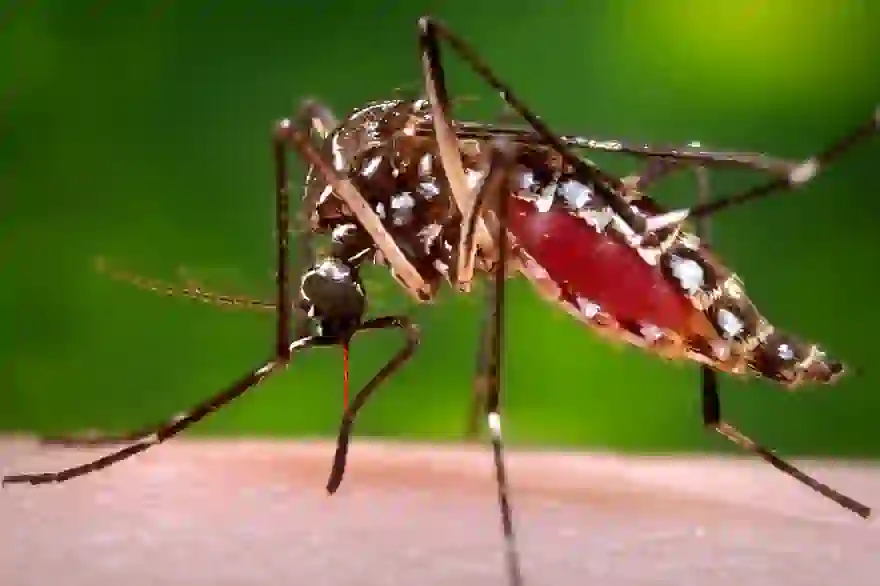 Mutter eines in Thailand verstorbenen britischen Rucksacktouristen warnt vor Anzeichen von Dengue-Fieber