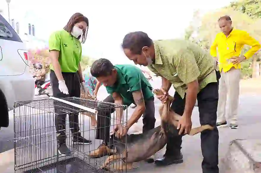 Nach Beschwerden fangen Beamte von Phuket Strassenhunde ein