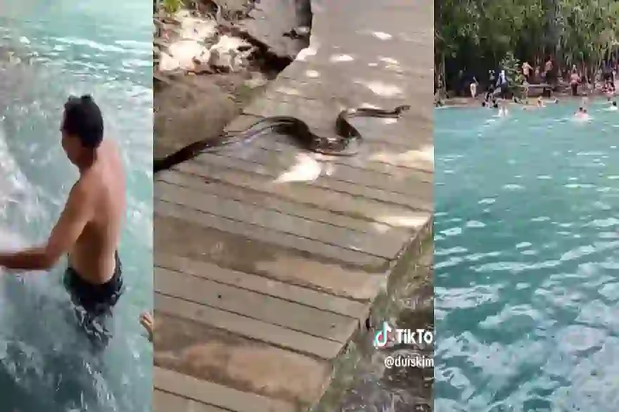 VIDEO: Touristen fliehen,eine Pythonschlange im Pool