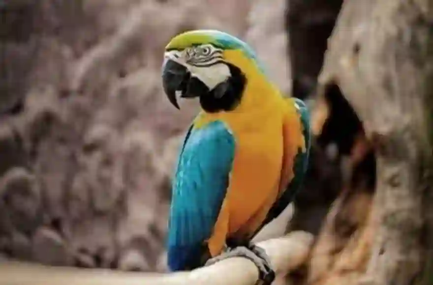 5.000 Baht Belohnung für vermissten Ara-Papagei in Pattaya