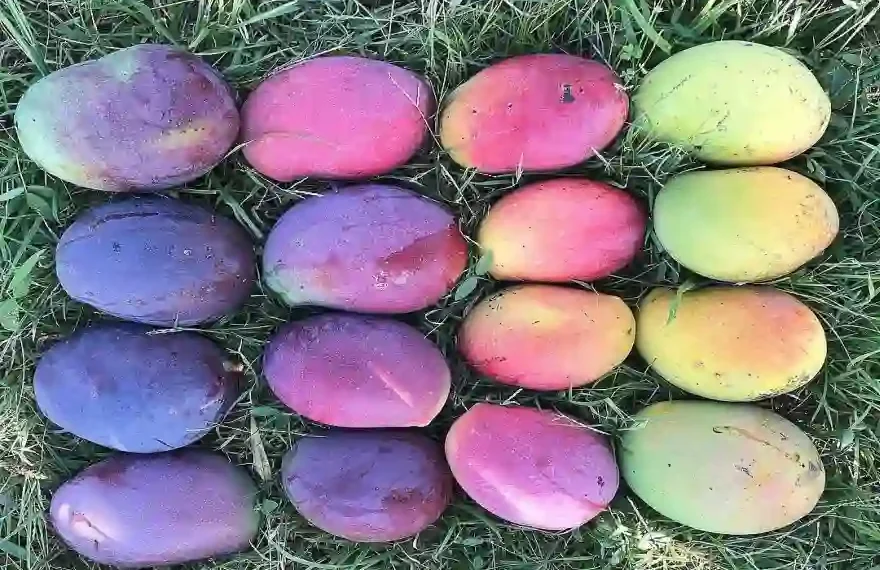 Mahachanok Rainbow Mango