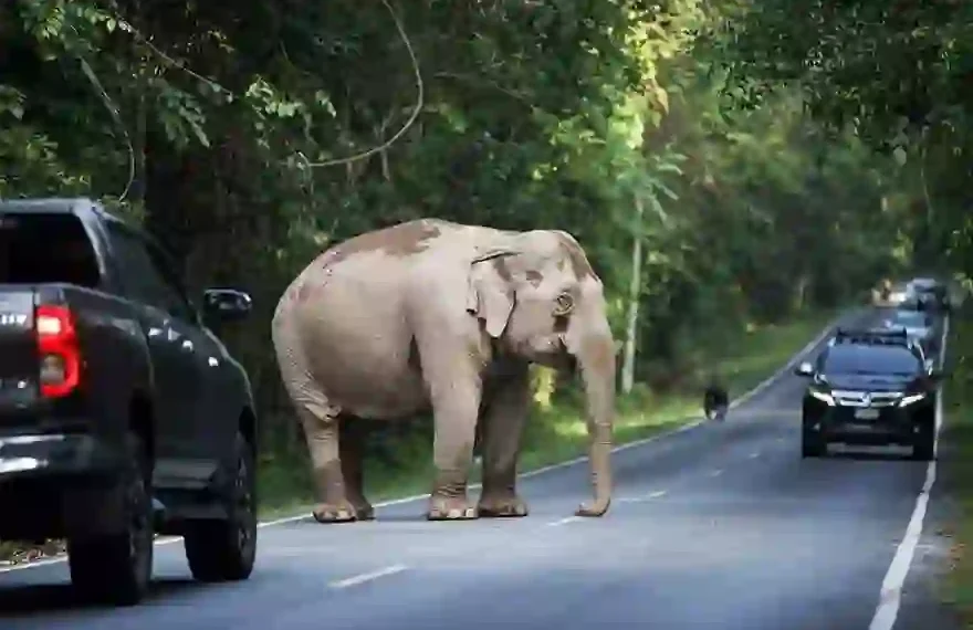 elefant thailand
