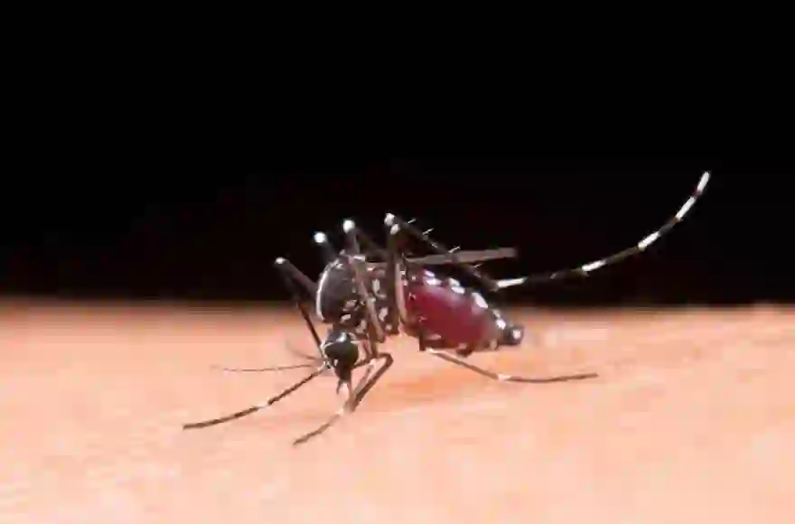 Provinz Trang warnt vor schwerem Dengue-Fieber-Ausbruch, 2 Todesfälle und 164 Fälle wurden gemeldet