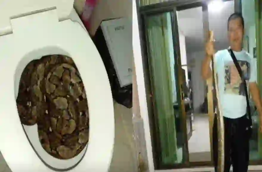 Python in Toilette schockiert Paar in Nonthaburi