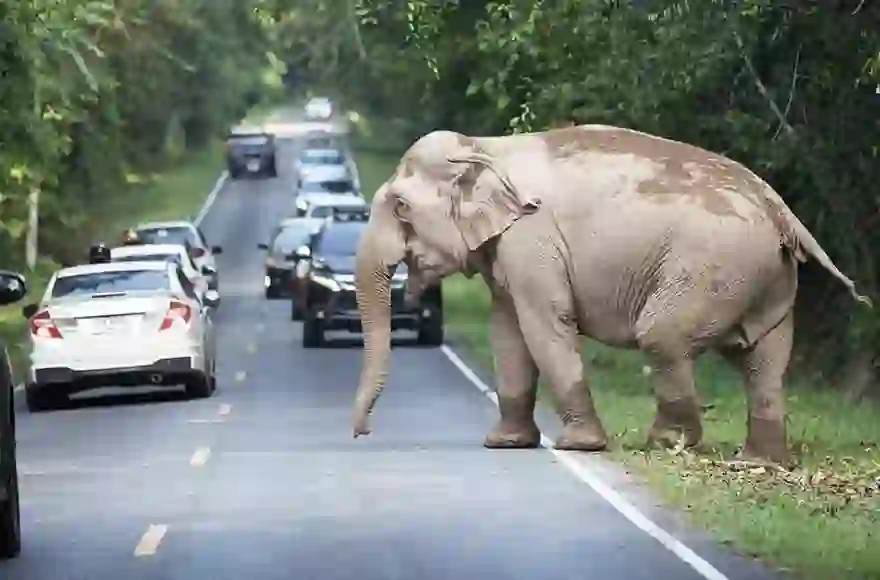 Wilder Elefant erschreckt Touristen auf stark befahrener Straße im Khao Yai Nationalpark