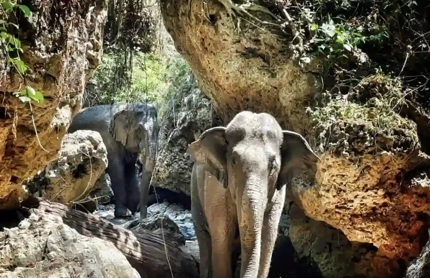 Burm und Emily's Elephant Sanctuary (in der Nähe von Chiang Mai)