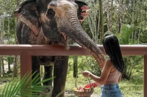Ein Besucherführer zu ethischen Elefantenschutzgebieten in Thailand