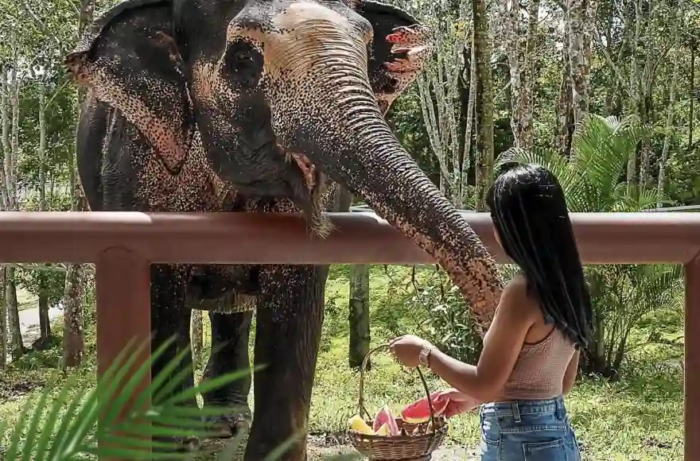 Ein Besucherführer zu ethischen Elefantenschutzgebieten in Thailand Ein Besucherführer zu ethischen Elefantenschutzgebieten in Thailand
